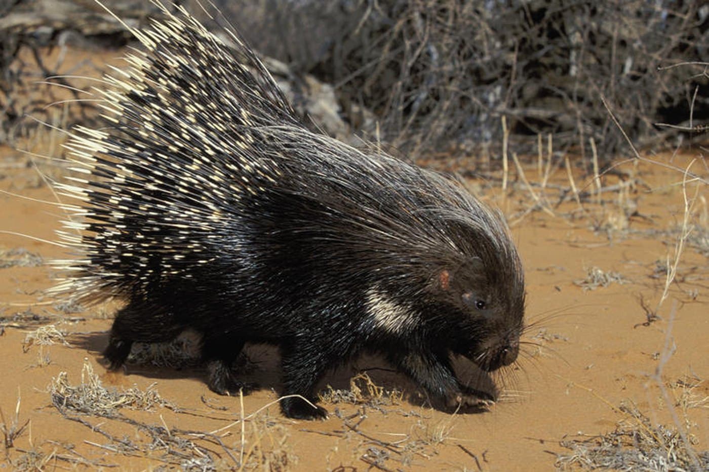 Porcupine, a huntable African species