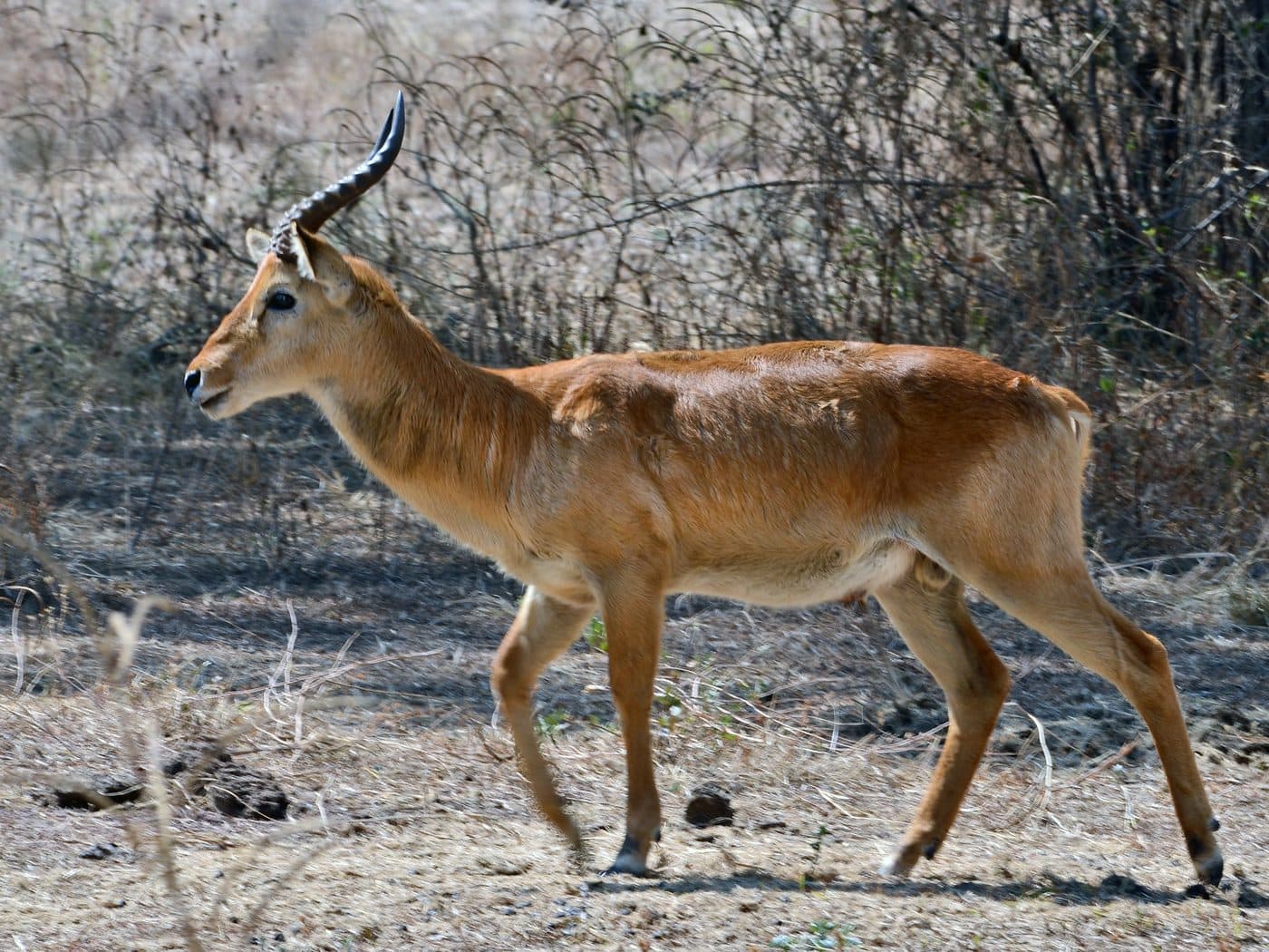 Puku, a huntable African species