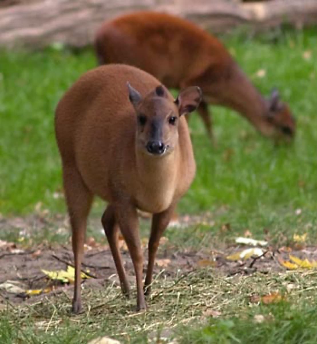 Red Duiker