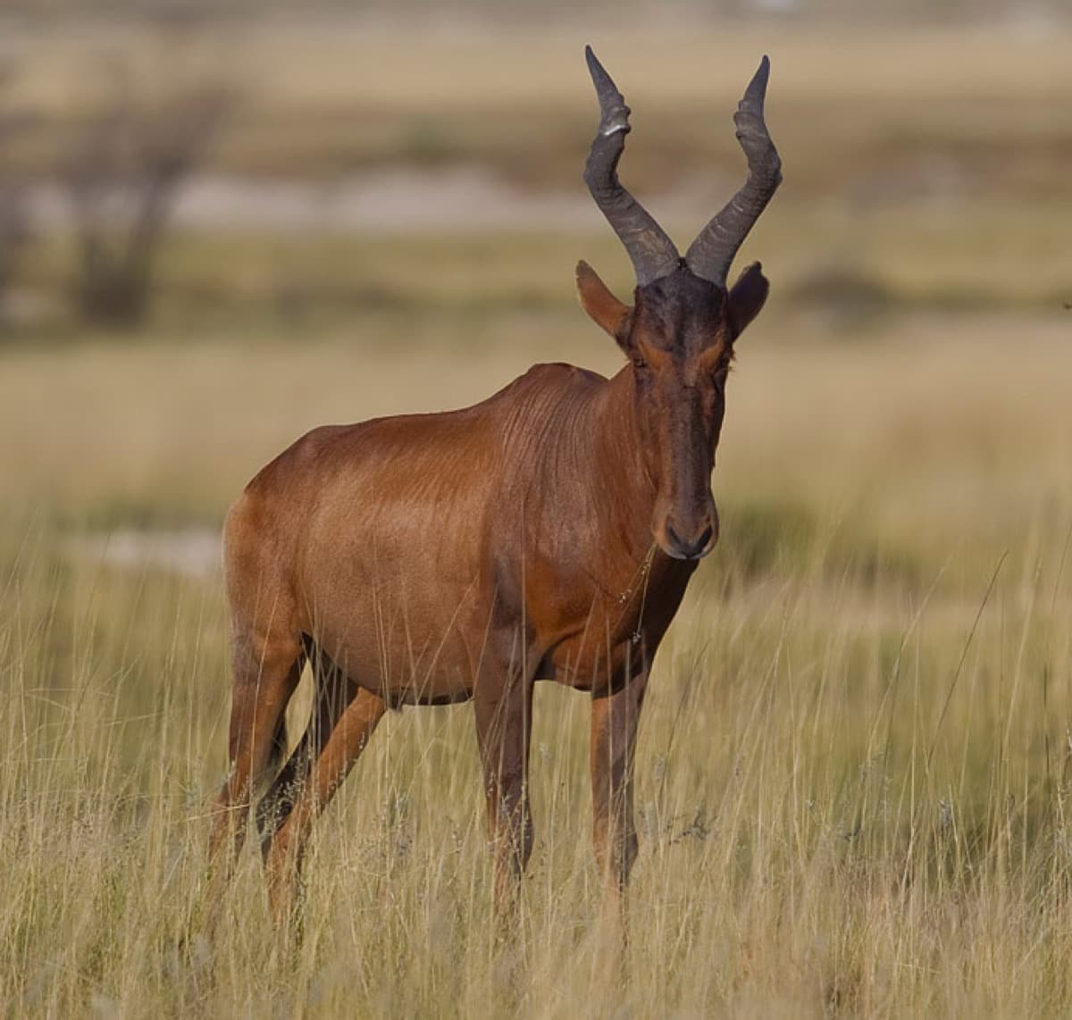Red Hartebeest, a huntable African species