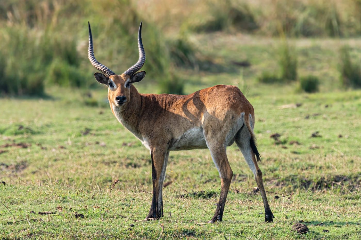 Red Lechwe, a huntable African species