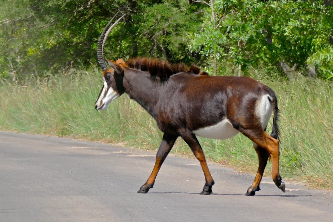 Sable