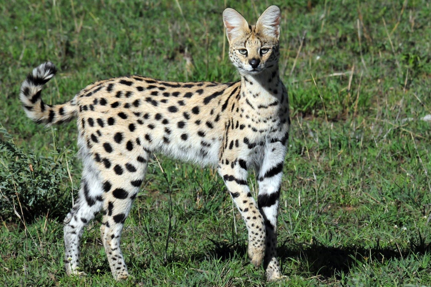 Serval