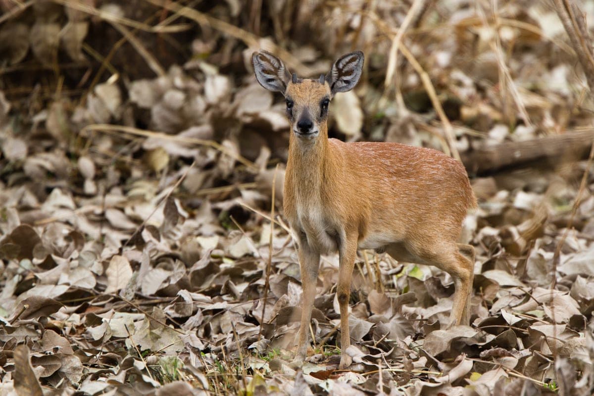 Sharpe's Grysbok, a huntable African species