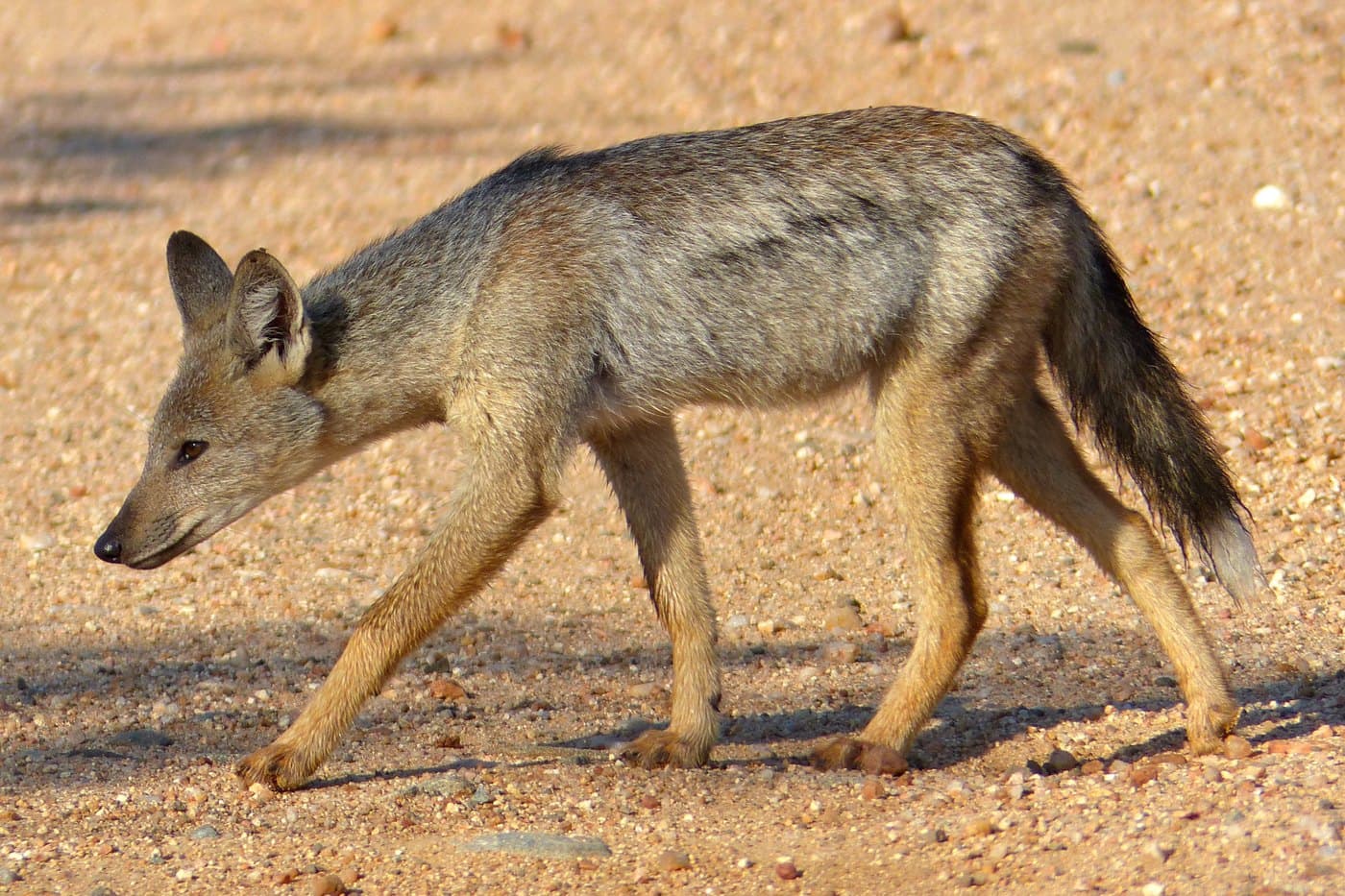 Side-striped Jackal, a huntable African species