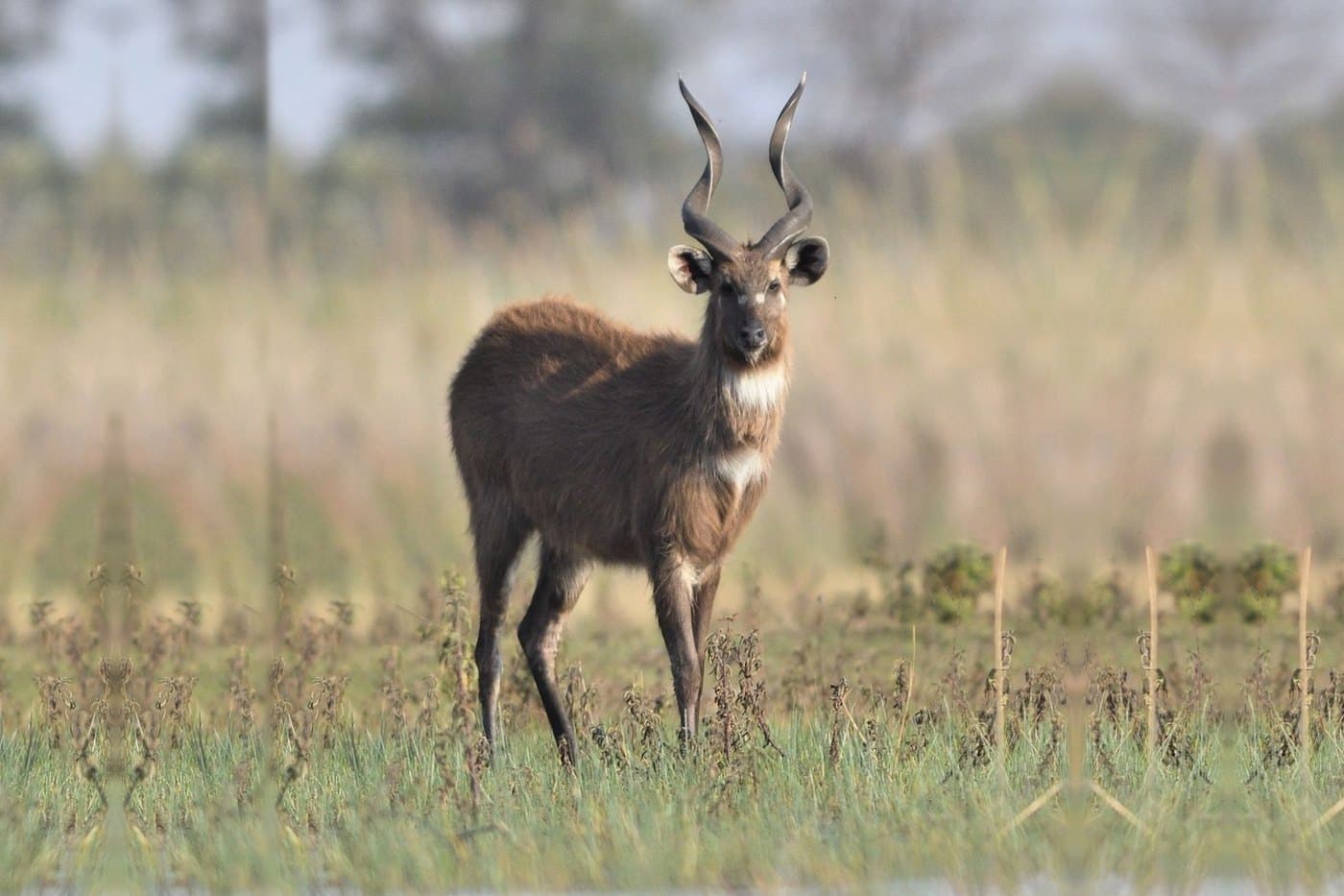 Sitatunga
