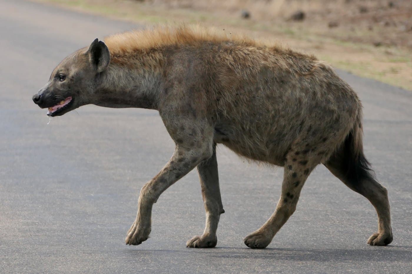 Spotted Hyena