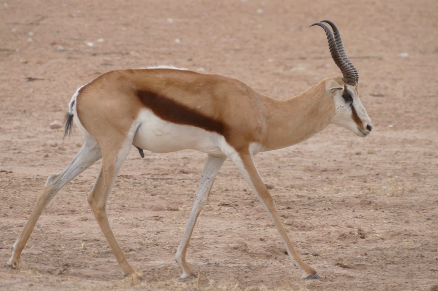 Springbok, a huntable African species