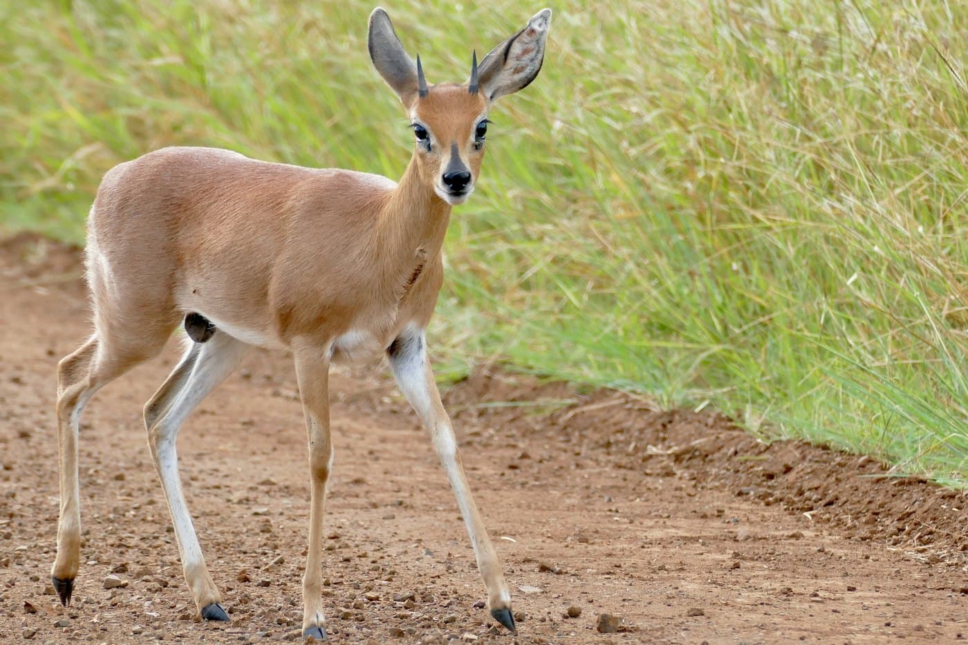 Steenbok