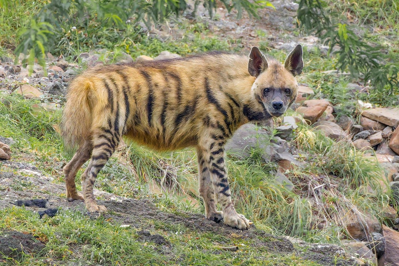 Striped Hyena, a huntable African species