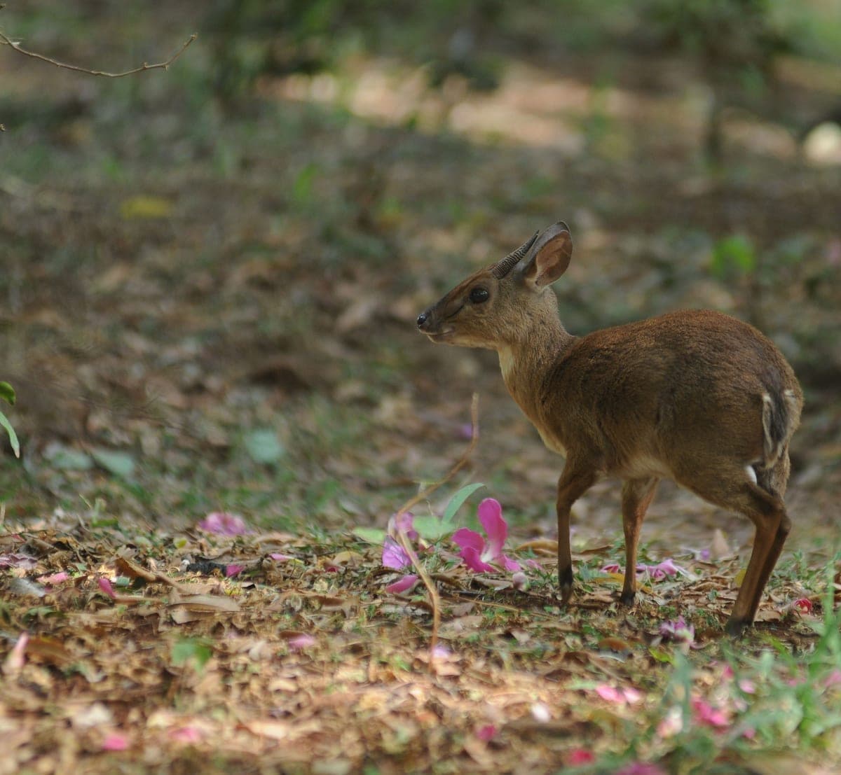 Suni, a huntable African species