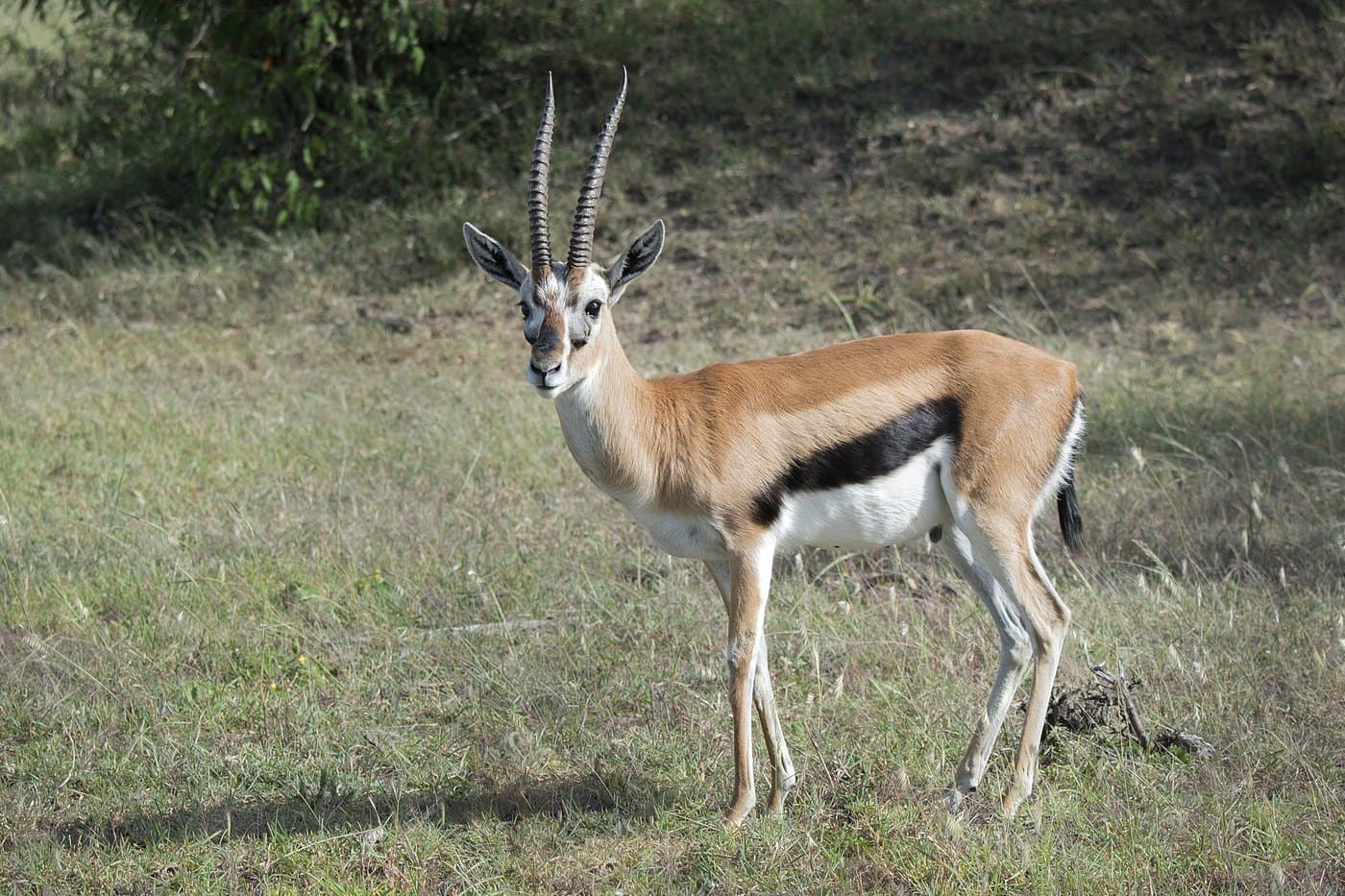 Thomson's Gazelle, a huntable African species