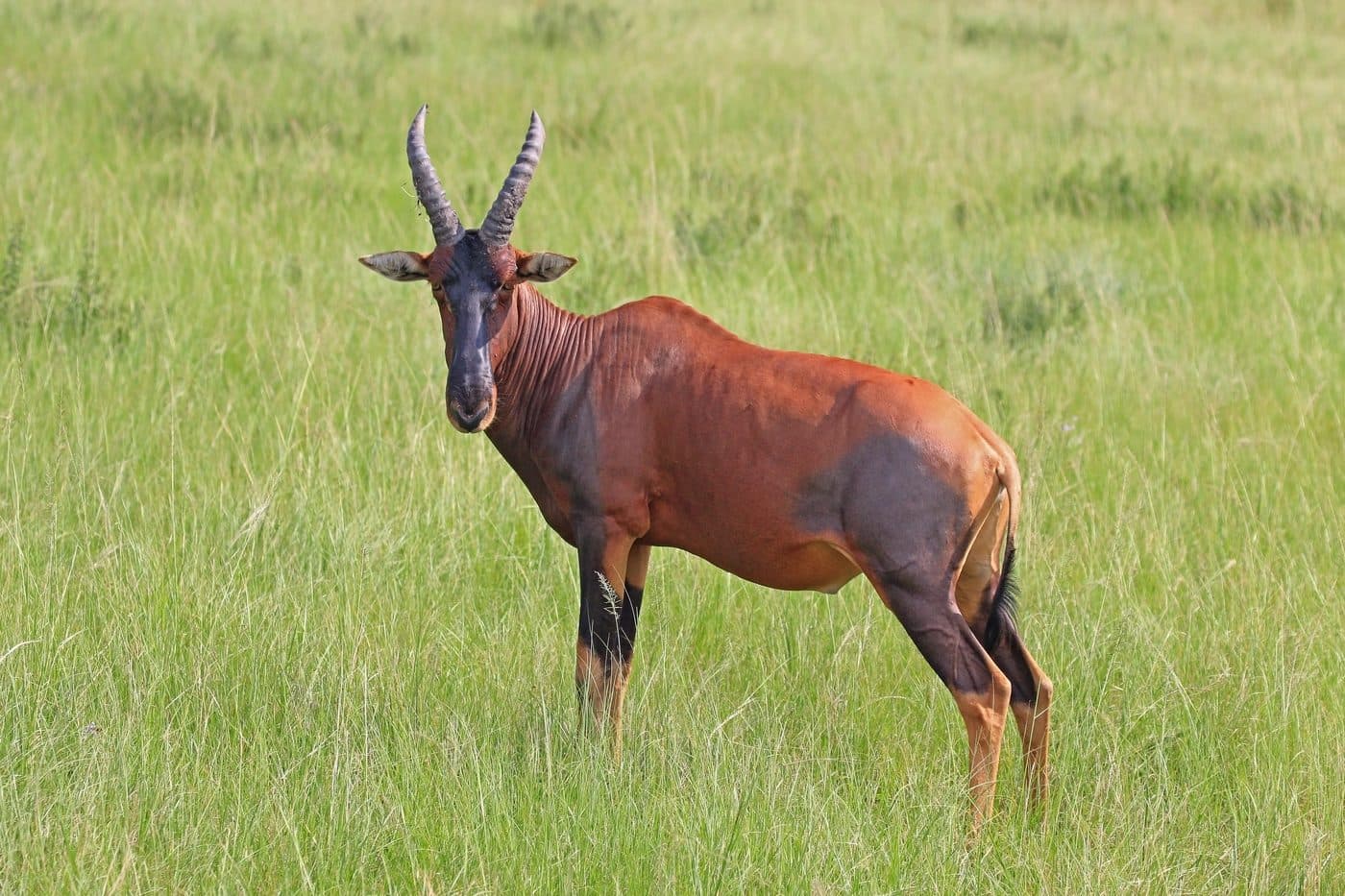 Topi, a huntable African species