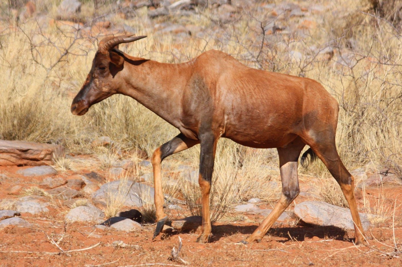 Tsessebe, a huntable African species