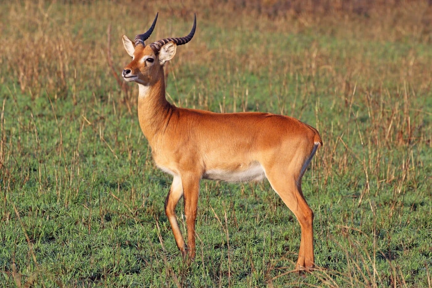 Uganda Kob, a huntable African species