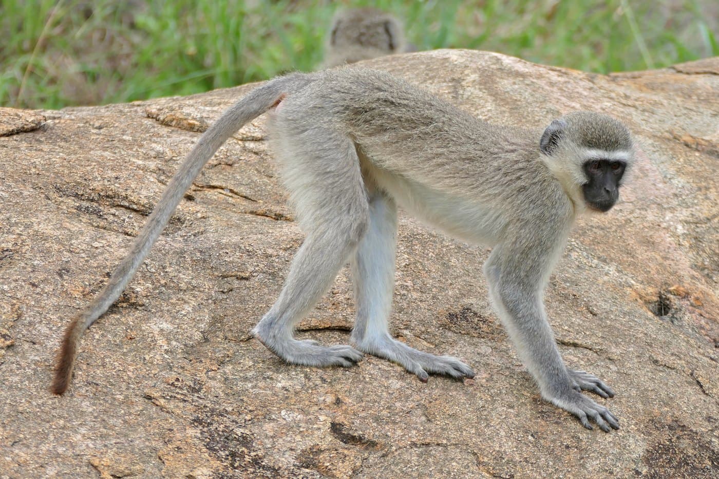 Vervet Monkey, a huntable African species