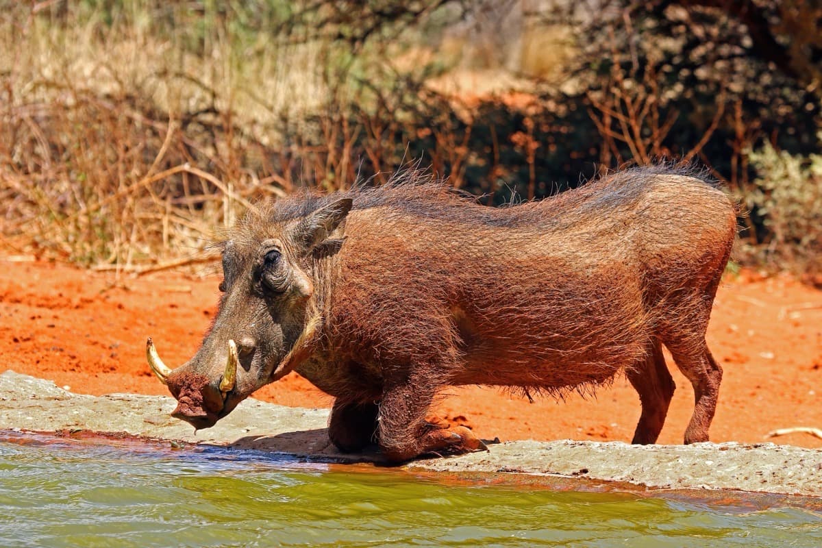 Warthog, a huntable African species