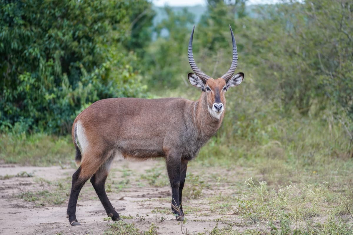 Waterbuck