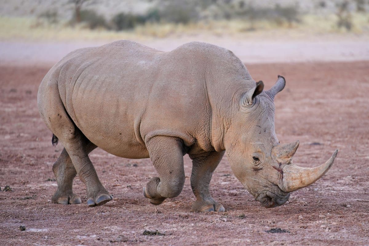 White Rhino, a huntable African species