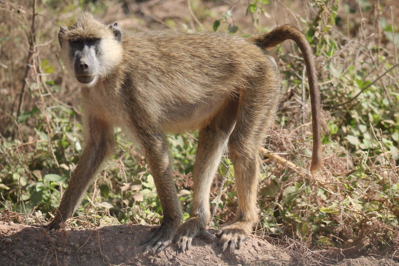 Yellow Baboon, a huntable African species